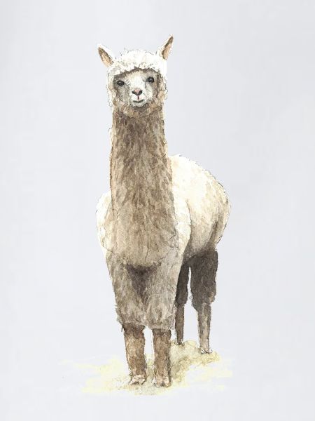 Lama