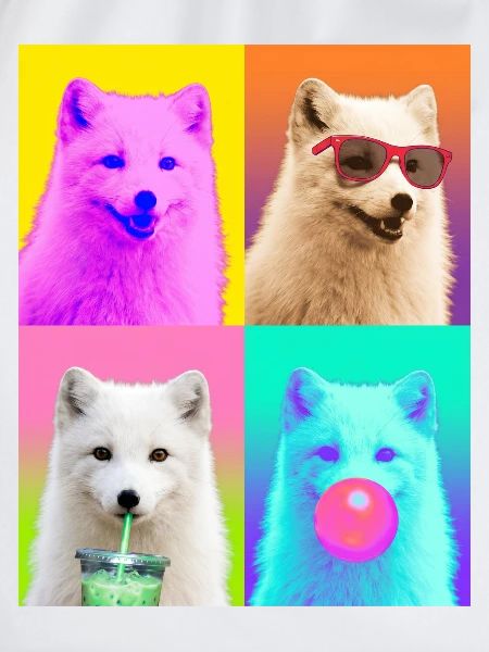Polarfüchse Polarfuchs