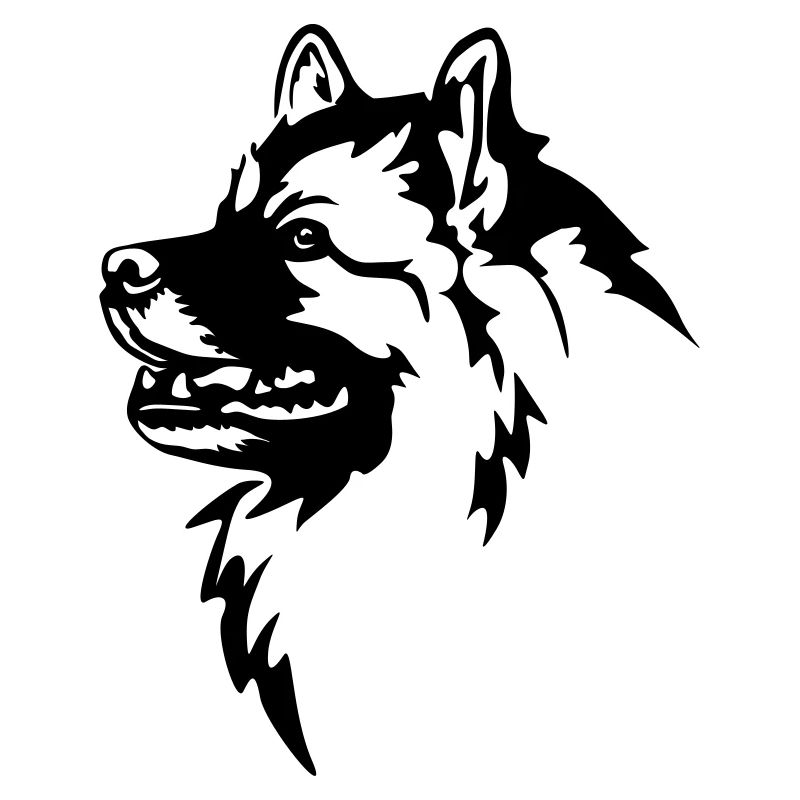 Wolfsspitz Kopf
