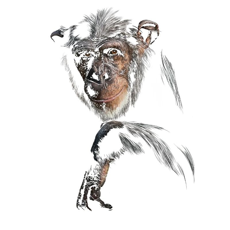 Chimpanzee