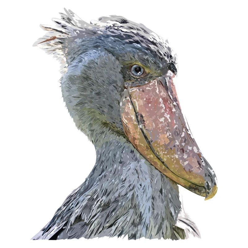 shoebill