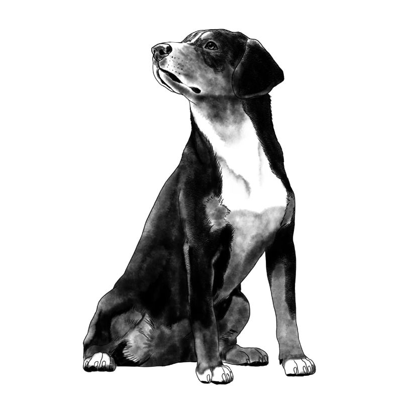 Sitting Entlebuch Mountain Dog