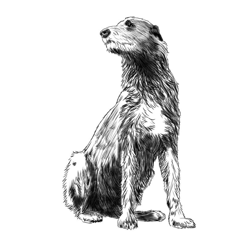 Sitting Irish Wolfhound Dog