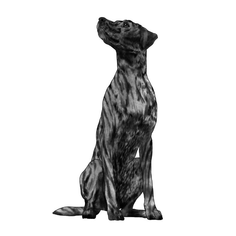 Sitting Plott Hound Dog
