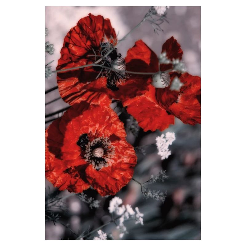 Mohnblumen