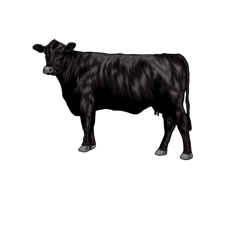 Zeichnung eines Black Angus Rind