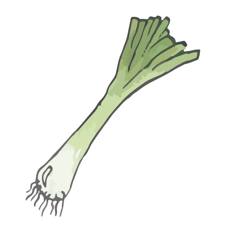 Leek onion with root