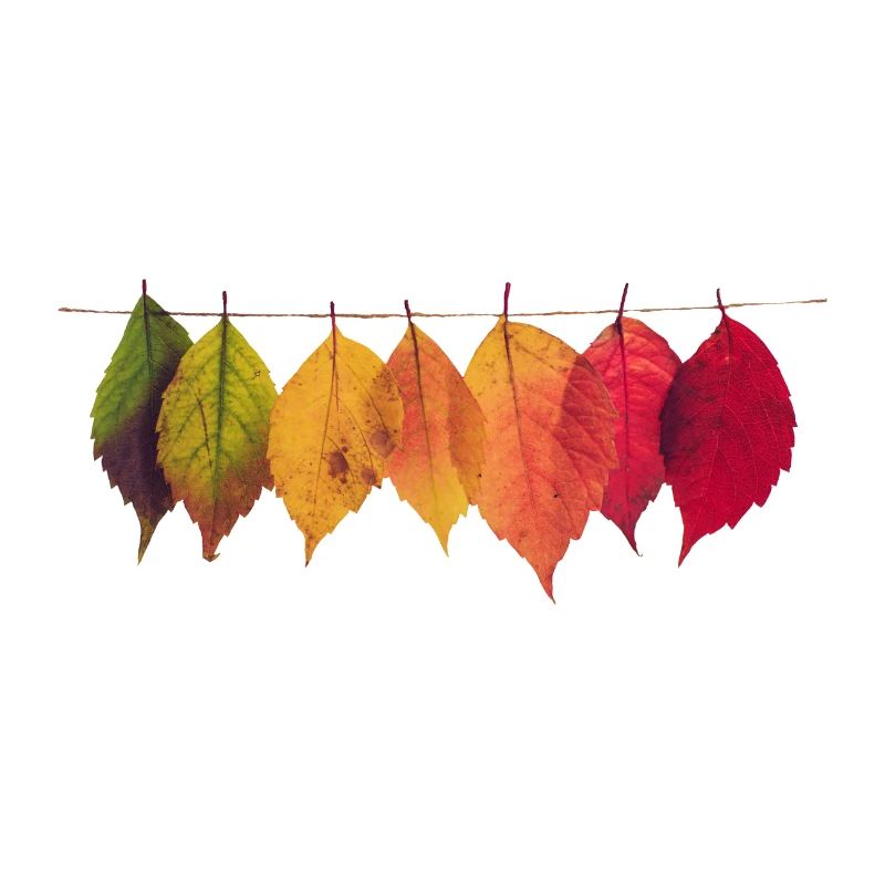 l'automne