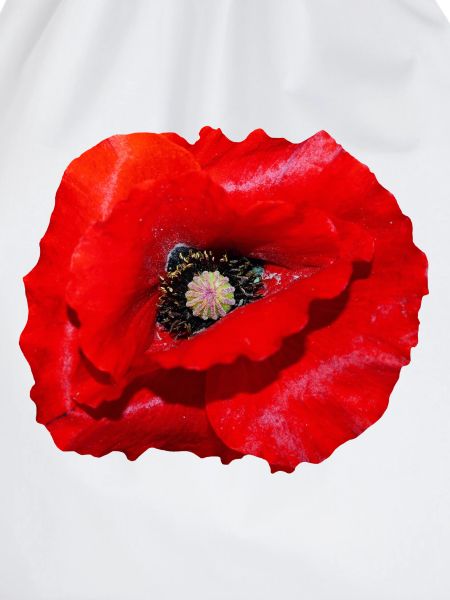 Mohn