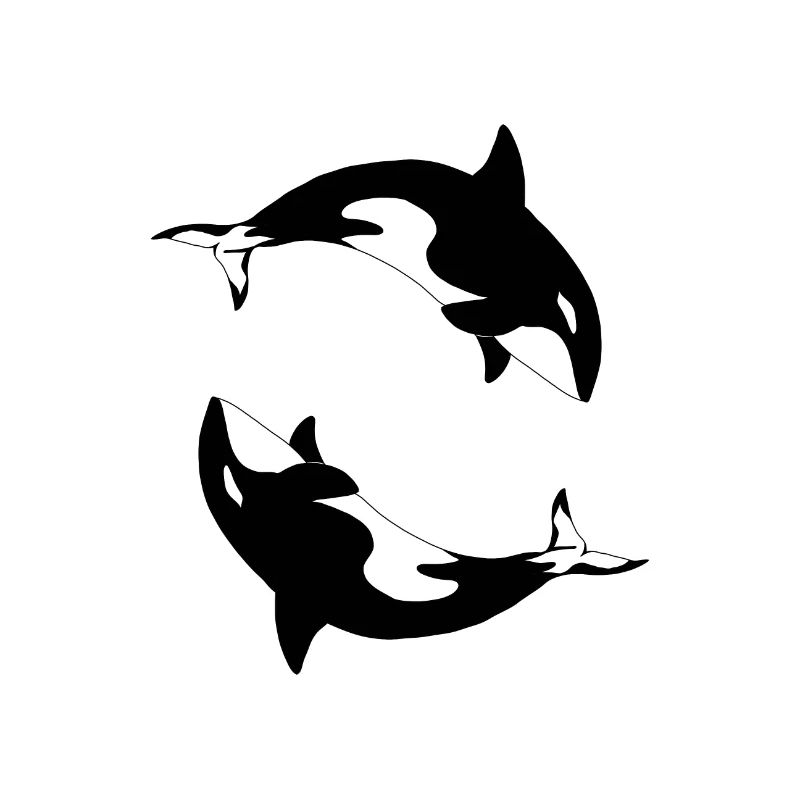 Schwertwal Orcinus orca