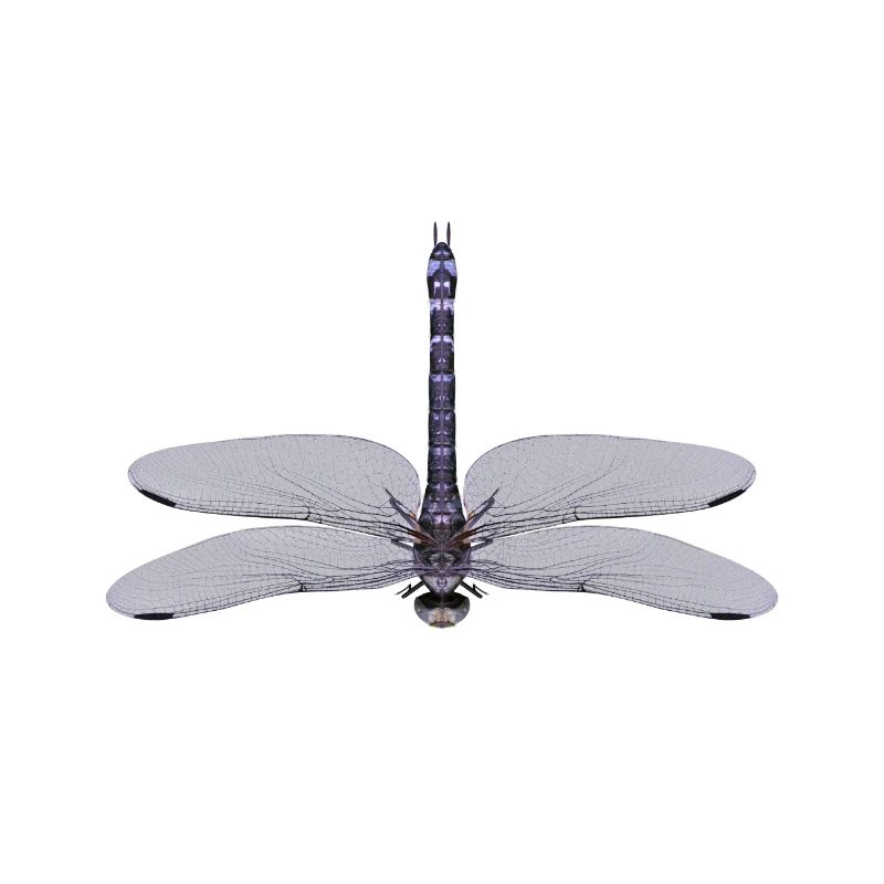 Libelle