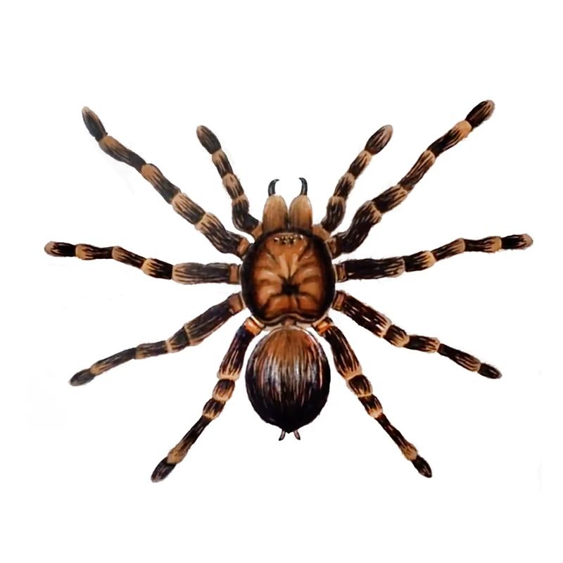 spider