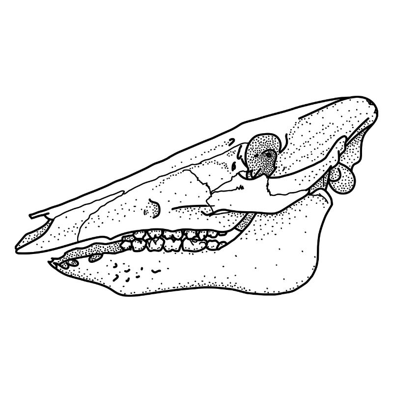 Anatomischer Säugetierschädel