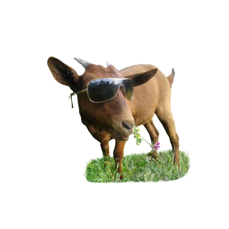 Goat with glasses