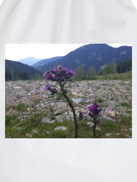 Alpine flower
