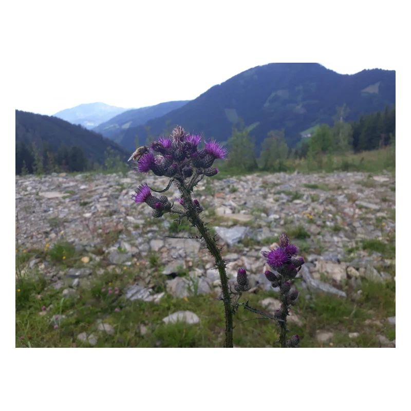 Alpenblume