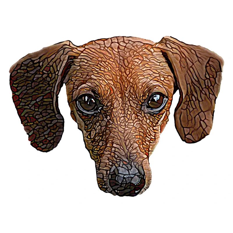 Dackelgesicht