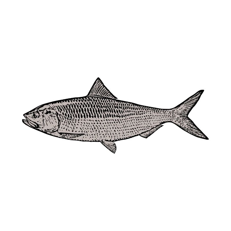 Fisch