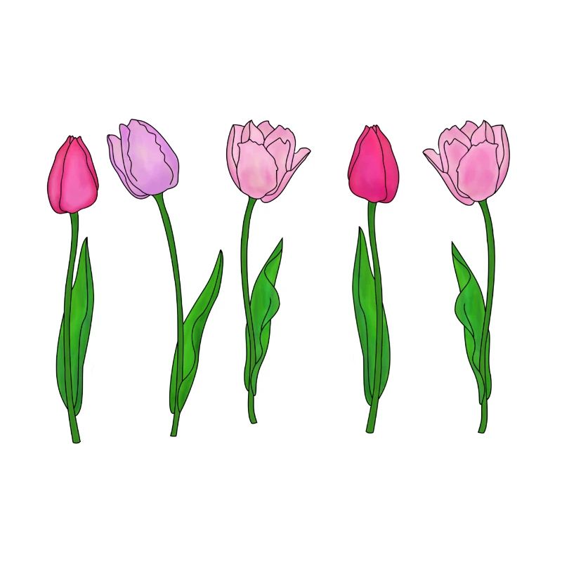 Pink Tulips, Spring