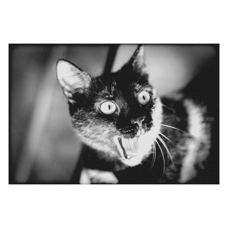 mon drôle de chat