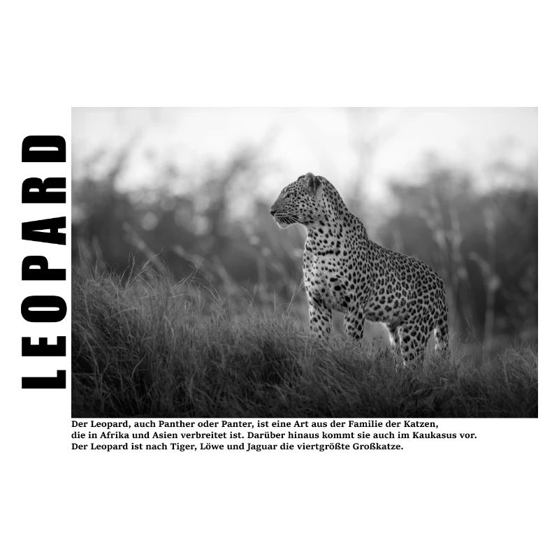 Leopard Schwarz Weiß