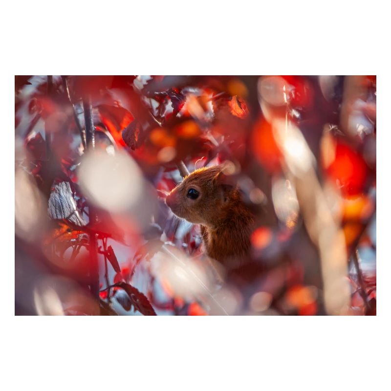 Eichhörnchen im Herbst