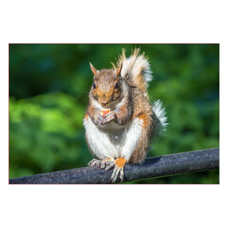 Eating Grey squirrel Grauhörnchen Sciurus caroline