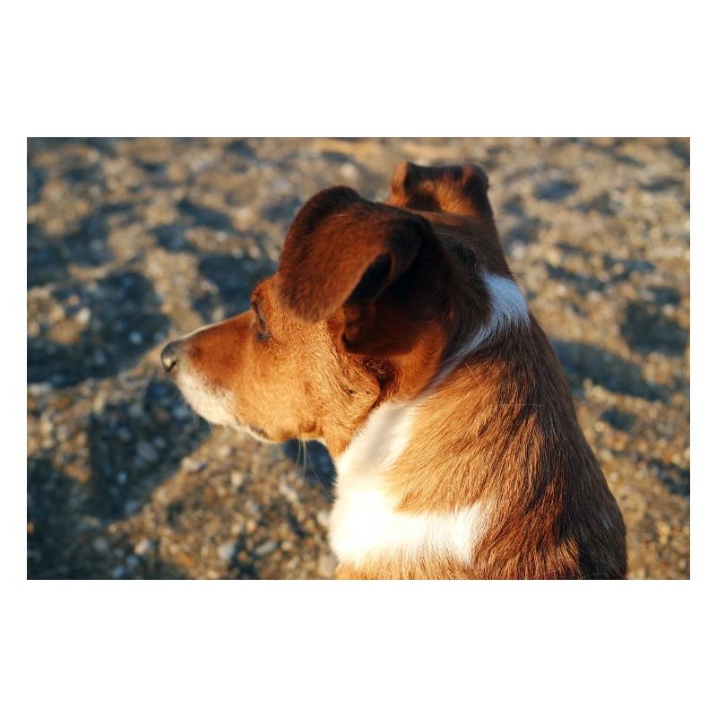 Profil eines Hundes am Strand mit Blick auf das Meer