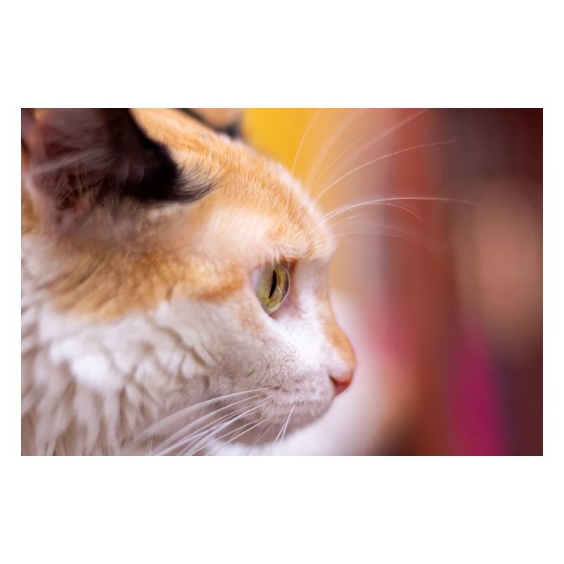 Cat's look