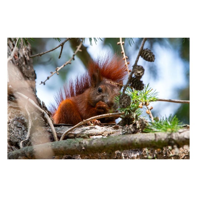 écureuil (en allemand Eichhörnchen) Sciurus