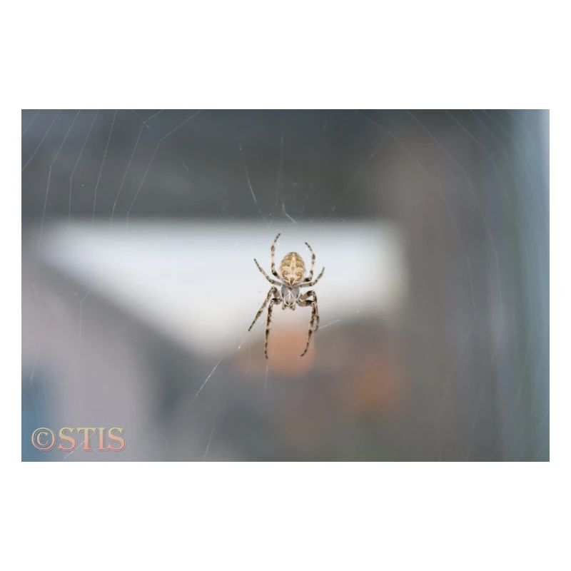 Spinne