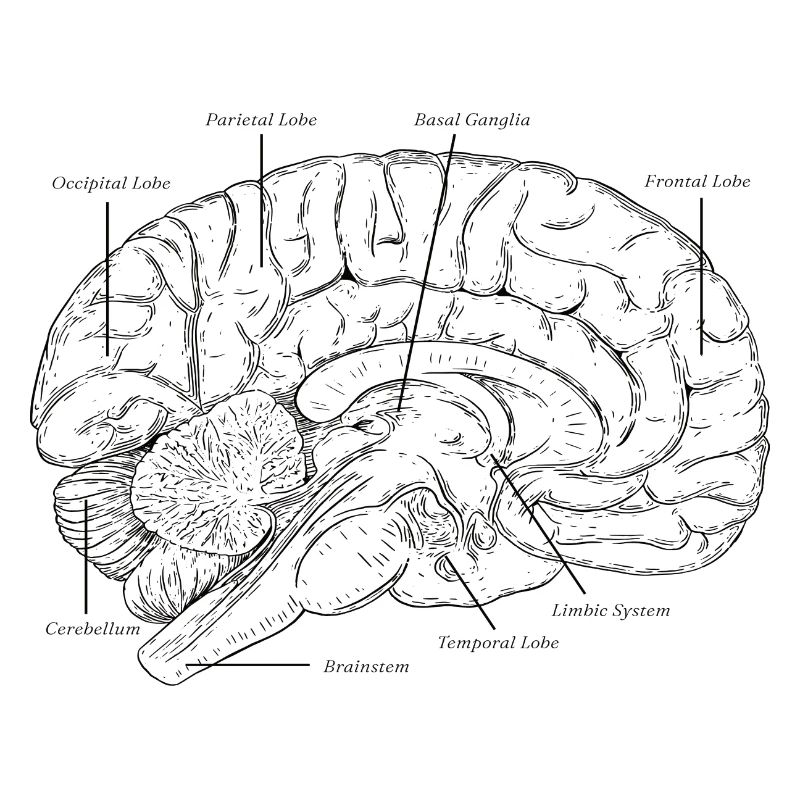 Brain