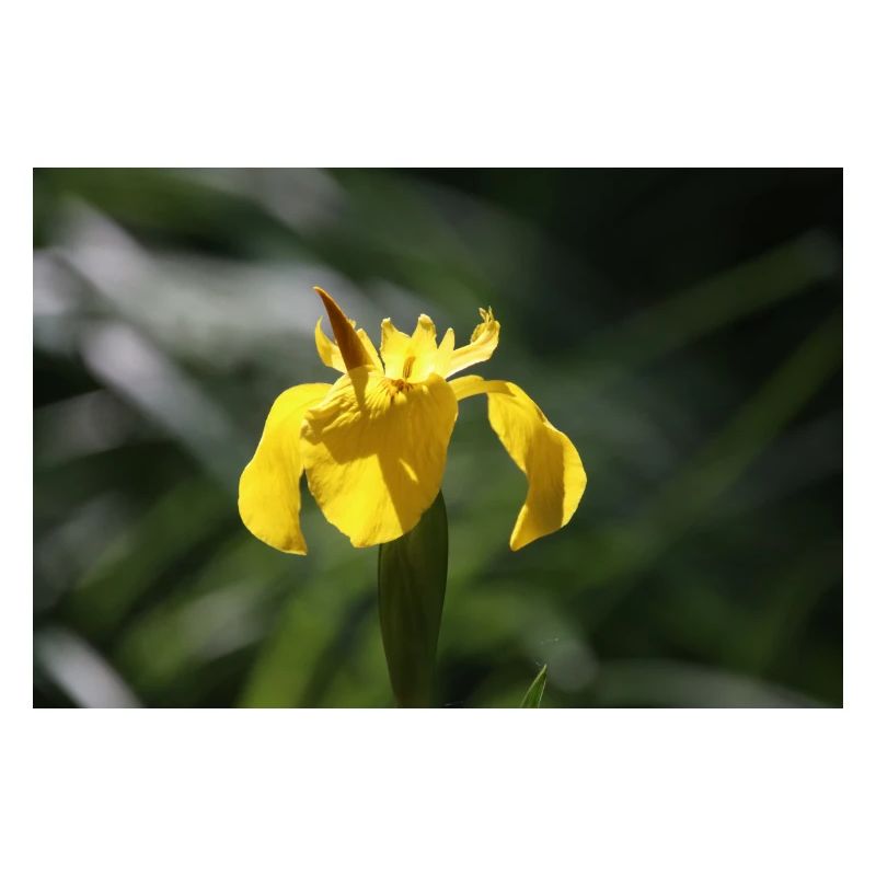 Iris Lily Yellow Flower