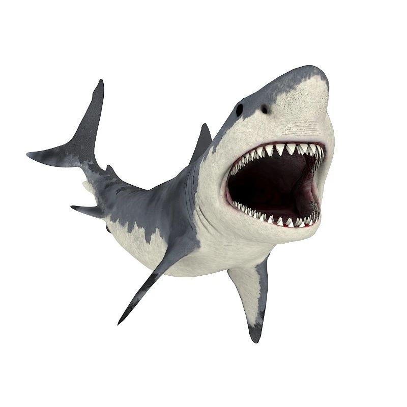 Great white shark on the hunt