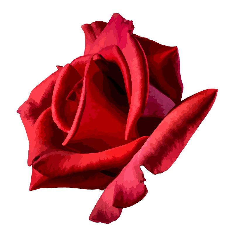 Rote Rose