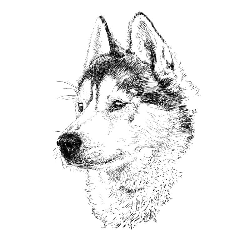 Husky