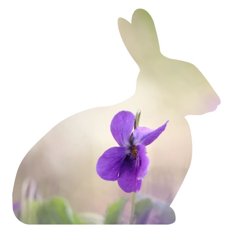 Rabbit Rabbit