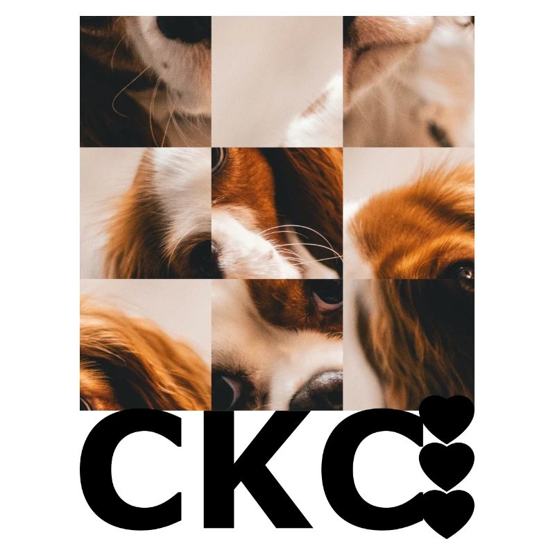 Cavalier King Charles