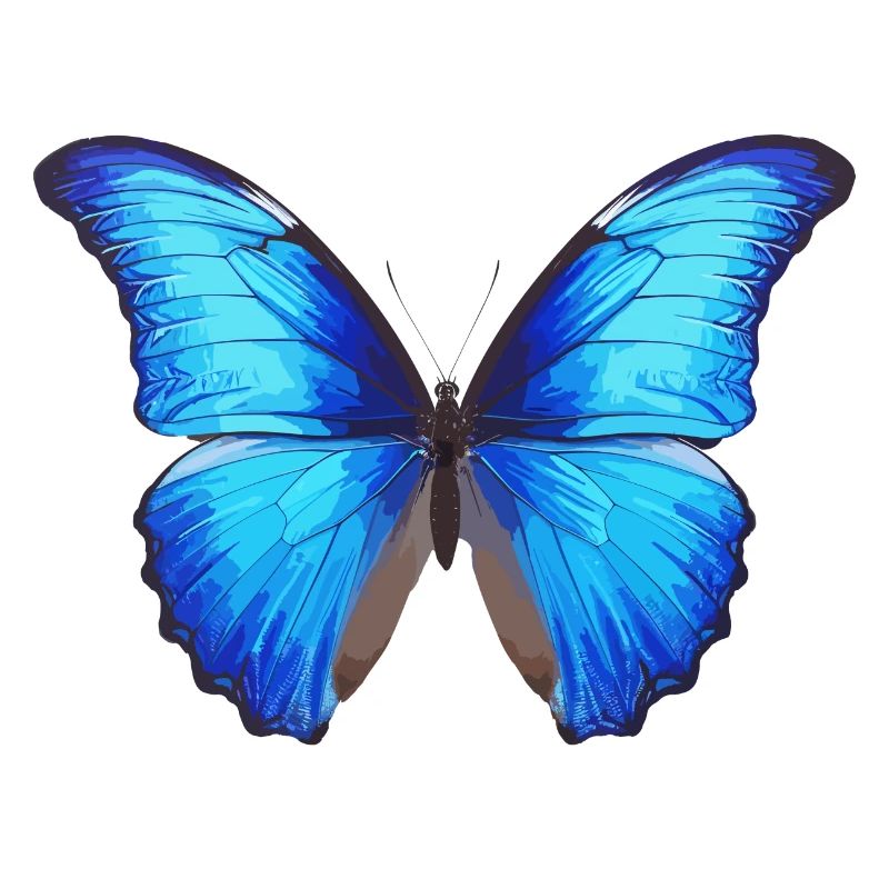 Blue Morpho Butterfly