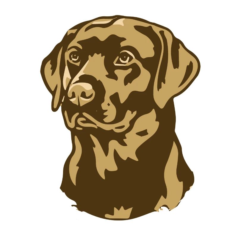 Evolution des Golden Retrievers