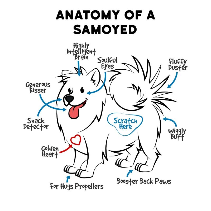Anatomie d'un chien Samoyède