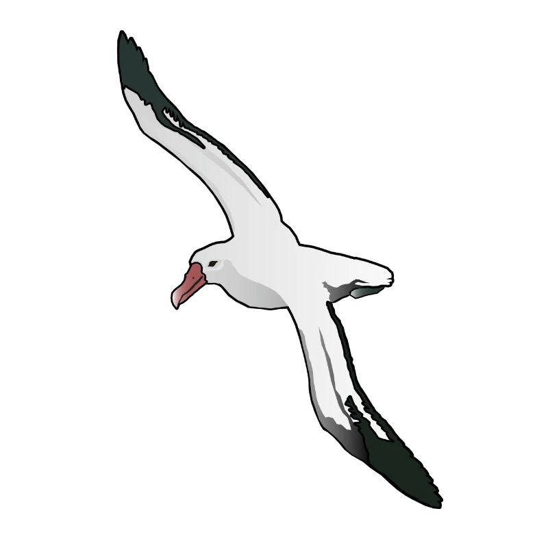 Albatros