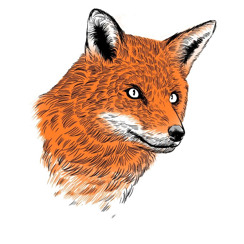 Orange fox