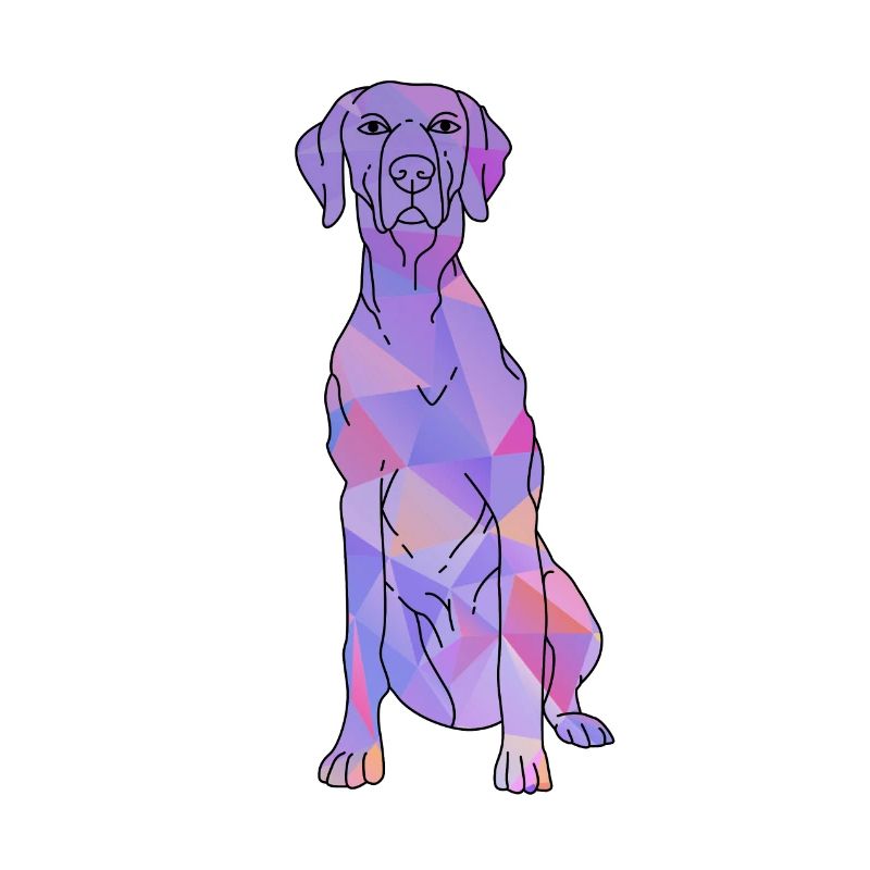Weimaraner