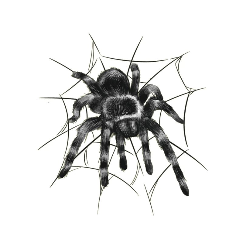 Black tarantula