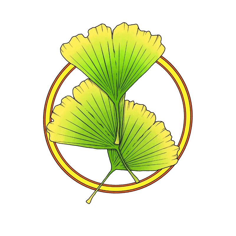 Gingko