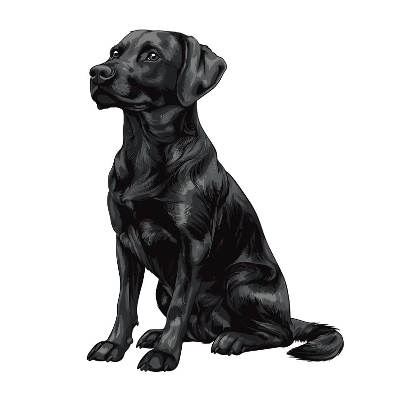 Schwarzer Labrador Retriever