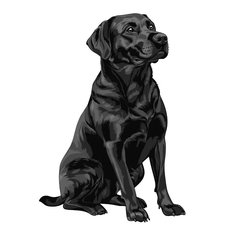 Schwarzer Labrador Retriever