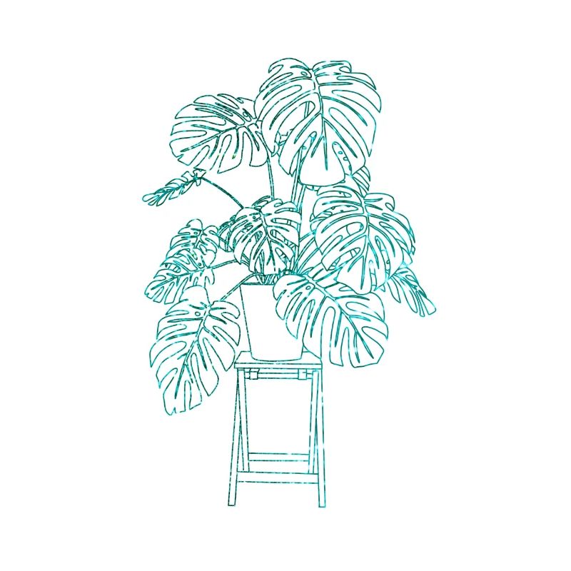 Monstera