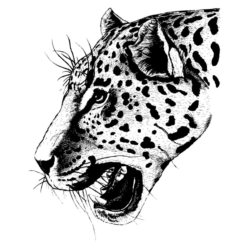 leopard